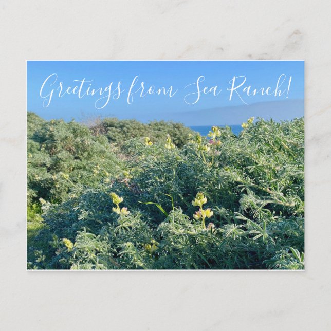 Carte Postale Salutations de Sea Ranch ! (Devant)