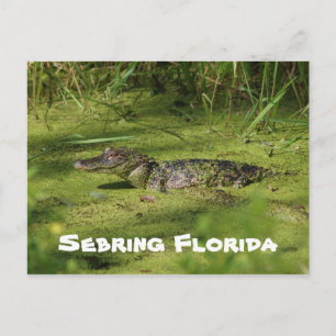 Carte Postale Salutations de Setake Florida