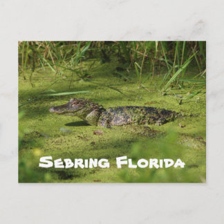 Carte Postale Salutations de Setake Florida