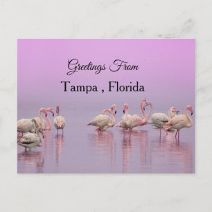 Carte Postale Salutations de Tampa ,Floride ,Flamant rose