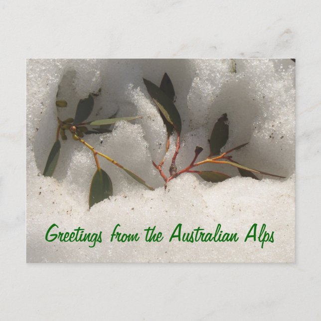 Carte Postale Salutations des Alpes australiennes (Devant)