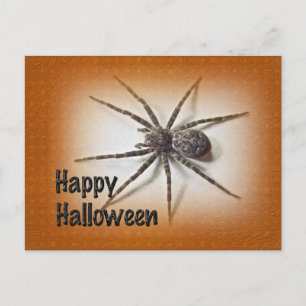 Carte Postale Salutations d'Halloween - Dolomedes tenebrosus Spi