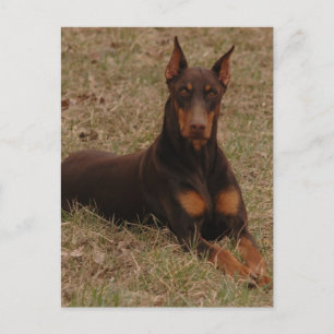 Carte Postale salutations doberman
