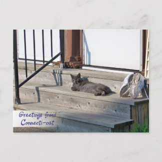 Carte Postale Salutations du chat Connecticut (Connecticat)