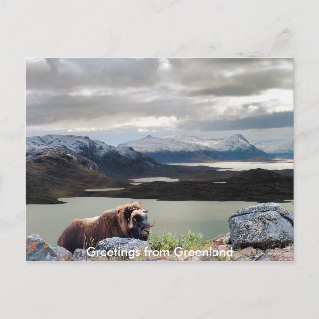 Carte Postale Salutations du Groenland 13 (Devant)
