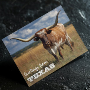 Carte Postale Salutations du taureau Texas Longhorn