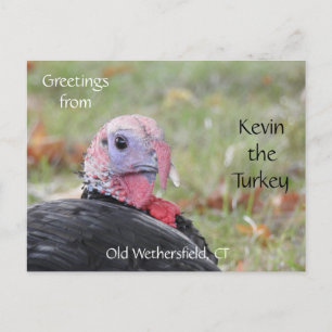 Carte Postale Salutations Kevin La Turquie - Vieux Weisfield, CT