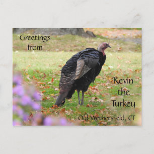 Carte Postale Salutations Kevin La Turquie - Vieux Weisfield, CT