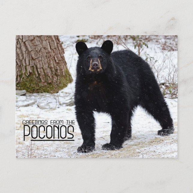Carte Postale Salutations ! Ours noir de Pennsylvanie en hiver (Devant)
