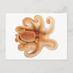 Carte Postale Salutii vintage, Animaux aquatiques marins
