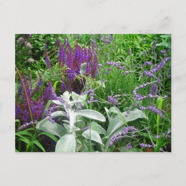 Carte Postale Salvia, Lavendar, Oreilles (Devant)
