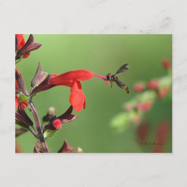 Carte postale Salvia & Native Bee (Devant)