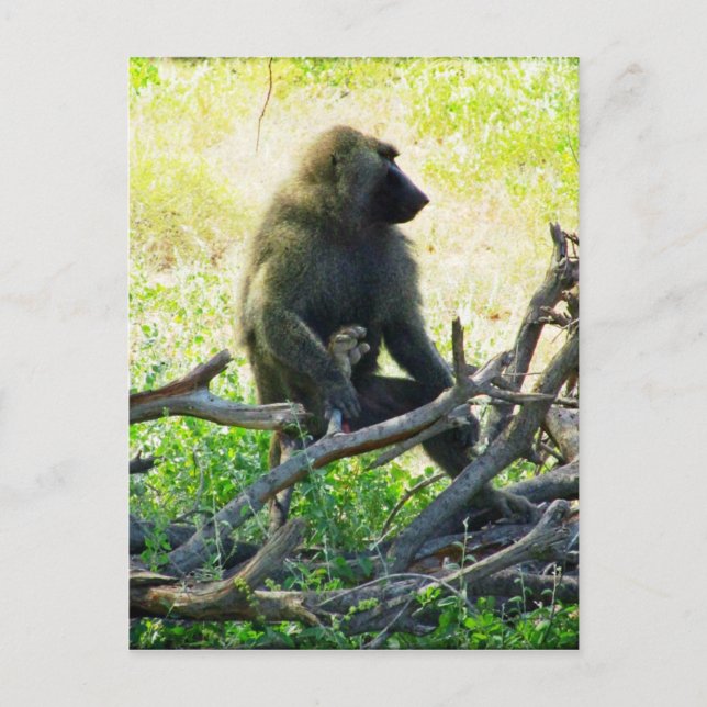 Carte Postale Samburu Baboon (Devant)
