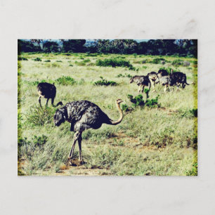 Carte Postale Samburu Ostriches