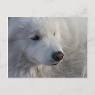 Carte postale Samoyed Dog