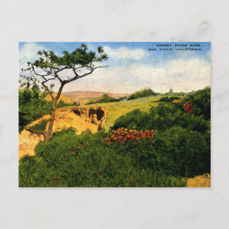 Carte Postale San Diego CA, parc Torrey Pines, années 1940 Vinta