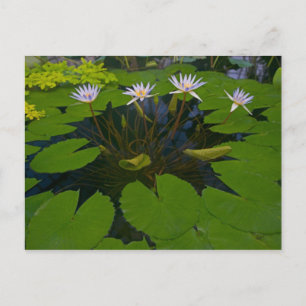 Carte Postale San Francisco Californie Golden Gate Park et