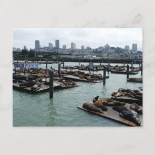 Carte Postale San Francisco et Pier 39 Sea Lions City Skyline