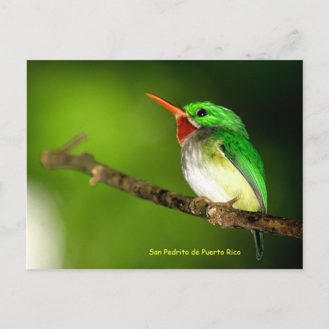 Carte postale San Pedrito de Porto Rico (Devant)