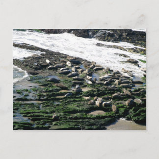 Carte Postale Sanctuaire des phoques de Carpinterie