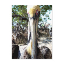 Sanctuaire d'oiseaux pélicans Clé Largo, Floride C
