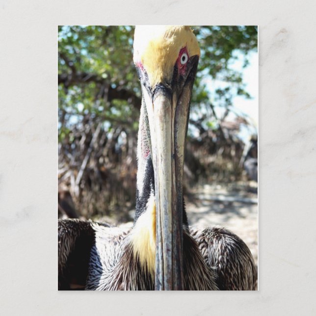 Carte Postale Sanctuaire d'oiseaux pélicans Clé Largo, Floride C (Devant)