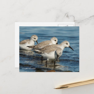 Carte Postale Sanderlings mignonettes à la plage