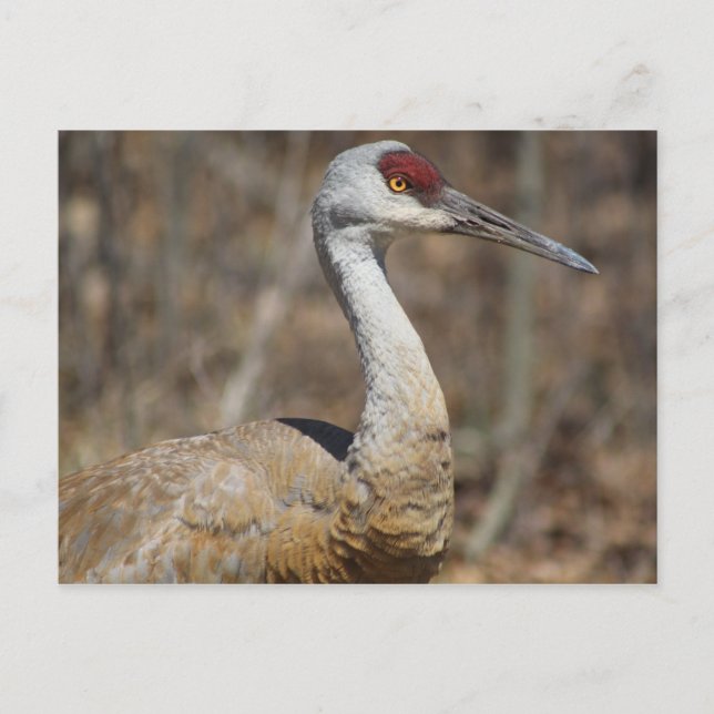 Carte postale Sandhill Crane (Devant)