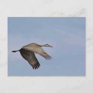 Carte postale Sandhill Crane