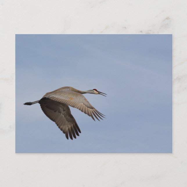 Carte postale Sandhill Crane (Devant)