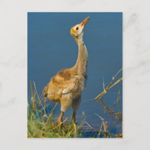 Carte postale Sandhill Crane Chick
