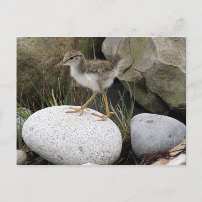 Carte postale Sandpiper Chick (Devant)