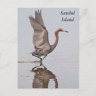 Carte postale Sanibel Reddish Egret