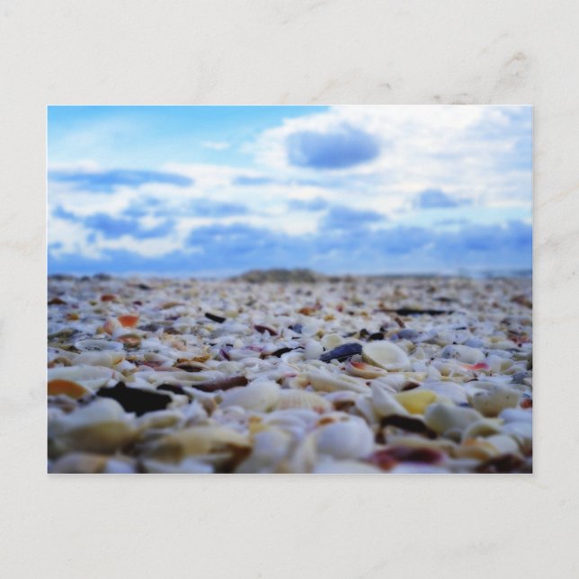 Carte Postale Sanibel Shells (Devant)