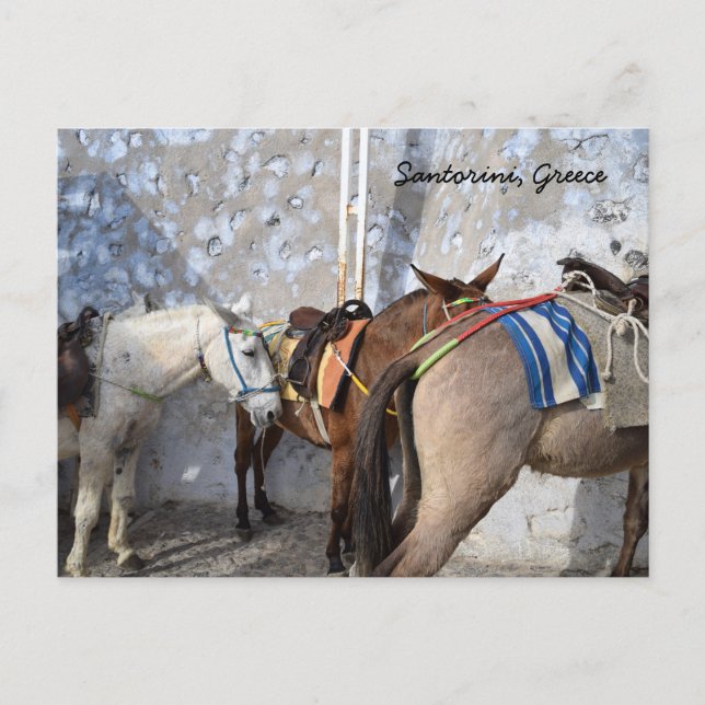 Carte Postale Santorin, Grèce - Donkeys (Devant)
