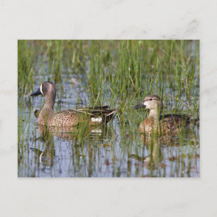 Carte Postale Sarcelle à ailes bleues mâle et femelle en zone hu