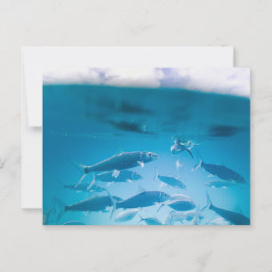 Carte Postale Sardines nageant dans une eau bleu clair