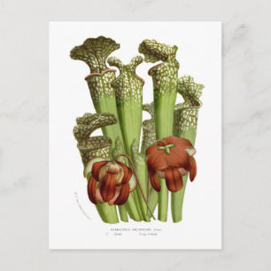 Carte Postale Sarracenia drummundi