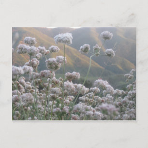 Carte Postale Sarrasin de Californie