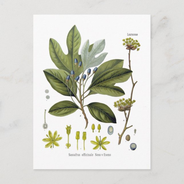 Carte Postale Sassafras officinale (Devant)