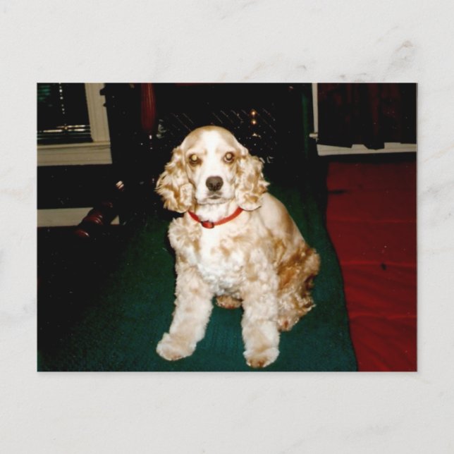 Carte Postale sassy (Devant)