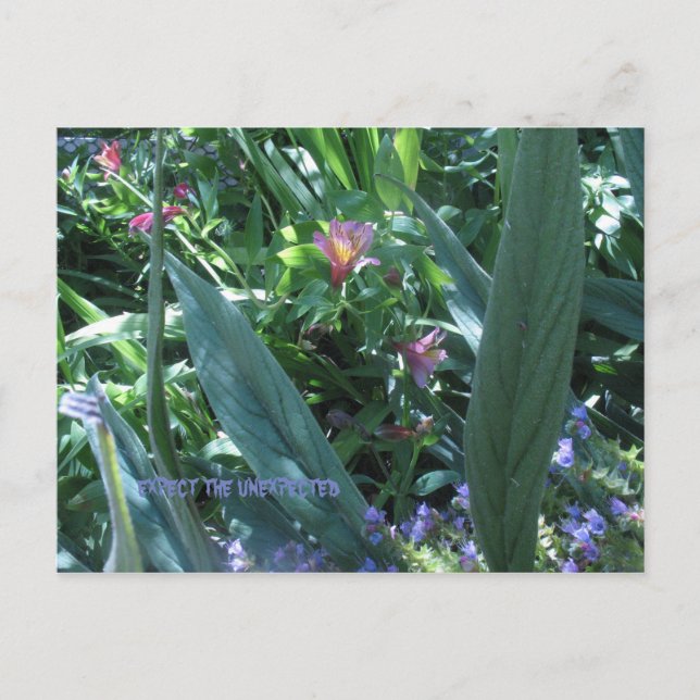 Carte Postale s'attendre à l'inattendu (Devant)