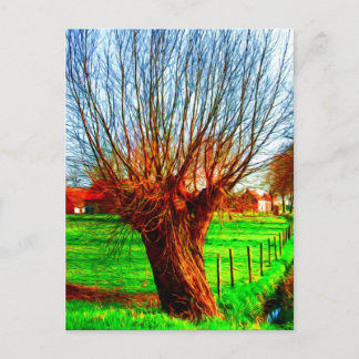 Carte Postale saule dans le paysage flamand traditionnel