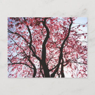 Carte postale Saule pleureur à fleurs roses