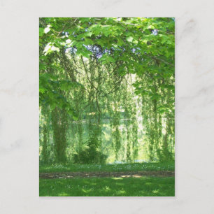Carte Postale Saules pleurs avec étang