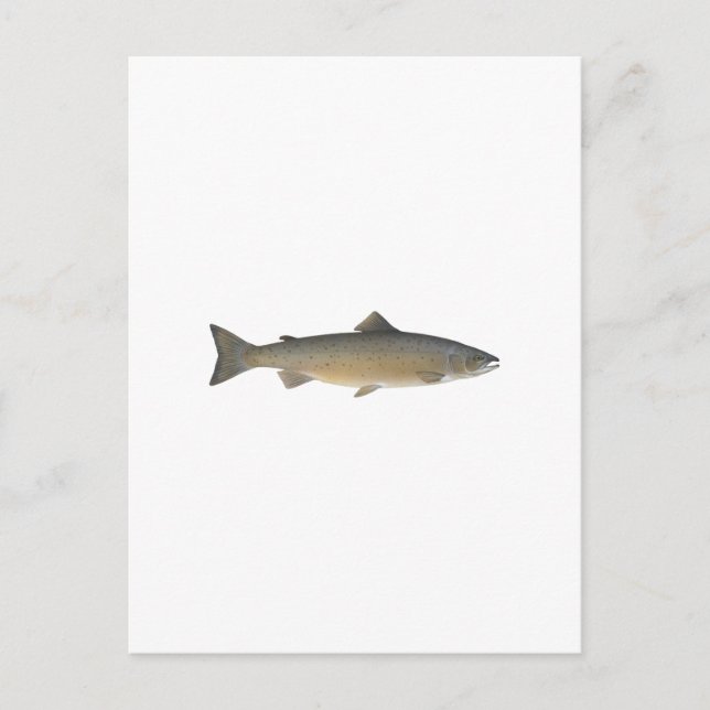 Carte Postale Saumon Atlantique (Devant)
