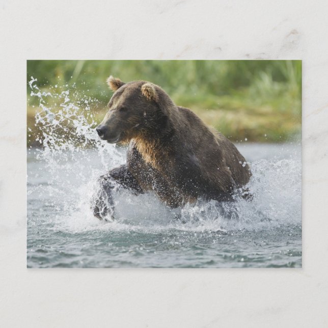 Carte Postale saumon Brown de chasse à l'ours dans la rivière (Devant)