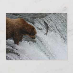 Carte Postale Saumon de pêche à l'ours, Brooks Falls Alaska