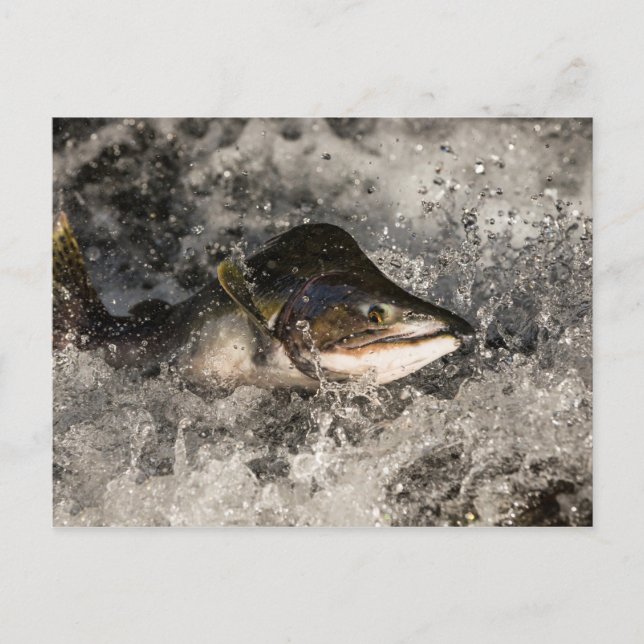 Carte Postale Saumon de saut (Devant)