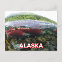 Carte postale Saumon Sockeye Alaska